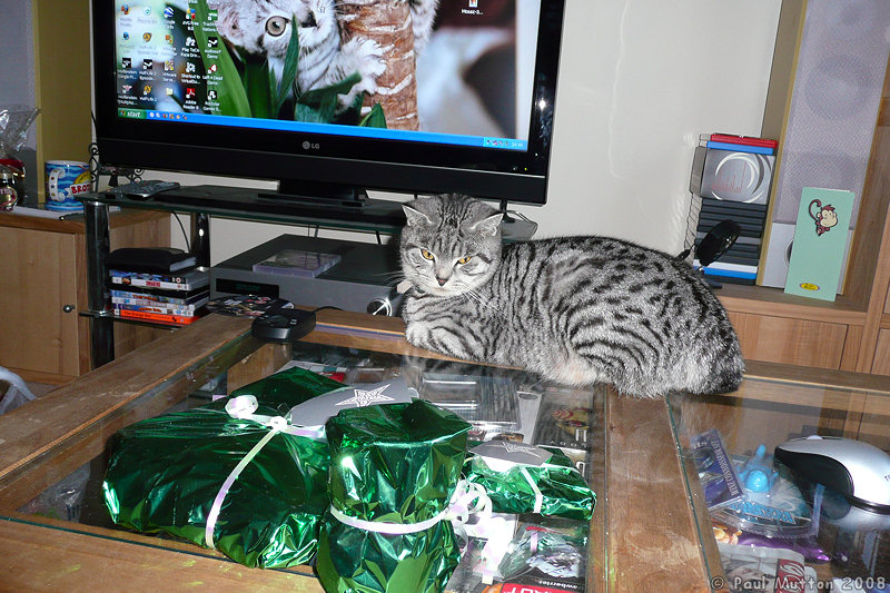 P1010894 Cat sitting on coffee table